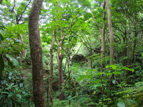 これこそ秘境！母島の特別なエリア”石門”