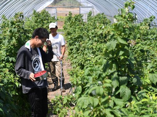 収穫指導する金澤さんと協力隊大和田君