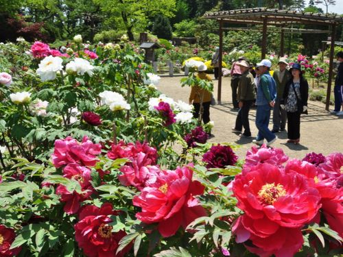 国指定名勝「須賀川の牡丹園」