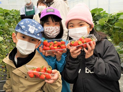 地元の小学生を招いて収穫体験なども行っています。