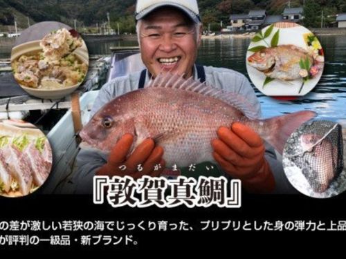 敦賀真鯛
