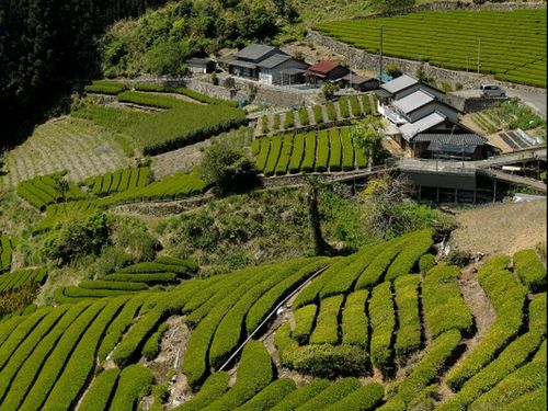 引佐地域の茶畑