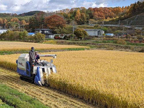 コメ農家での収穫作業風景