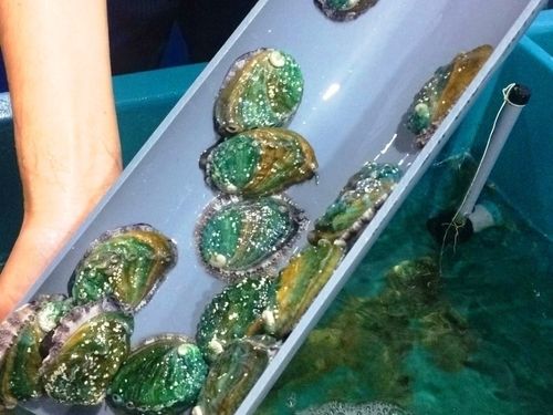 パイプを切って作った手作りハウス　アワビの家
