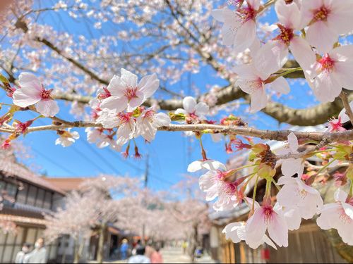 春の桜並木が有名です。