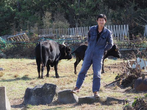 国の天然記念物の産地指定「見島牛」。地域おこし協力隊OBが牛飼いになりました。https://smout.jp/plans/5406