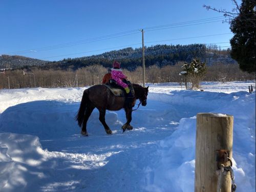 道産子馬の乗馬体験を楽しむこともできます！下川はとにかくコンテンツが豊富！！