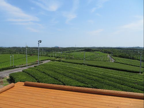茶畑の広がる風景