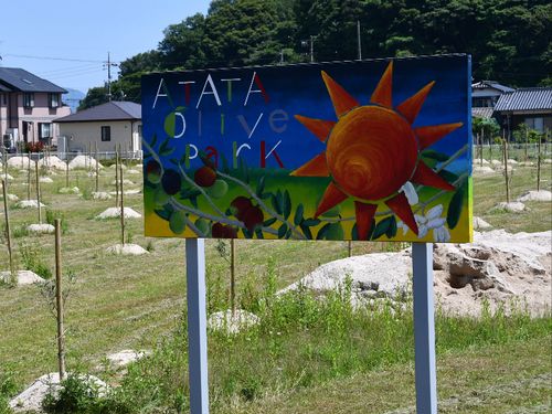 令和2年にオリーブを植栽した「阿多田オリーブパーク」（平生町）