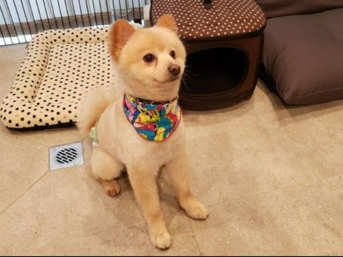 サキタ技研の看板犬、小太郎くん♪