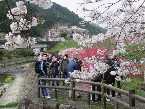 「桃まつり」に行ったお花見フットパス