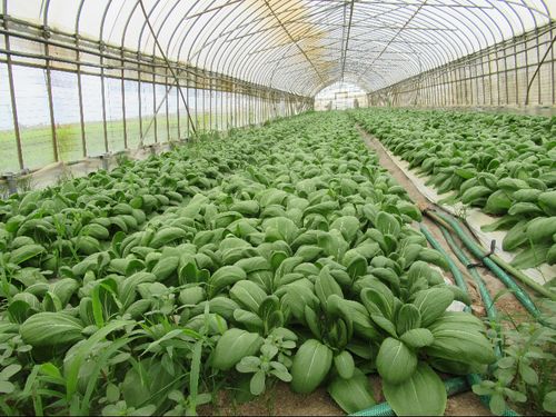 ハウスでの野菜栽培