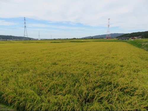 広大な田んぼ