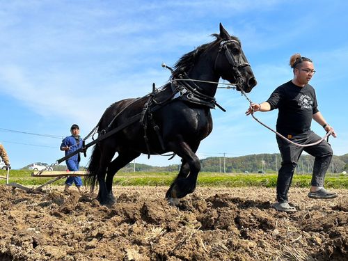 馬を使った水田づくり「馬耕」。昔ながらの農業体験を提供します。