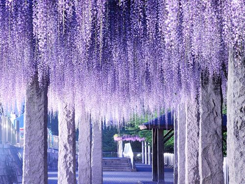ふじの咲く丘（藤岡市）