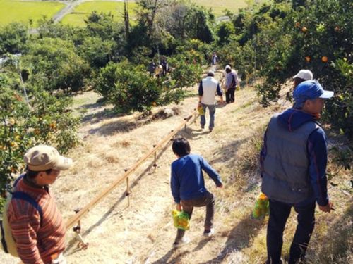 観光農園みかん園の写真です。ほか、メロンやイチゴもあります。