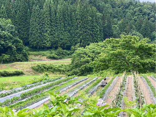 soyaの畑がある畦畑の風景。緑がいっぱいです！