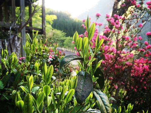 生命感あふれるお茶の木の新芽。自然が豊かってこういうことです