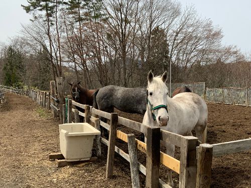 しずくいしユーユーファームのお馬さん