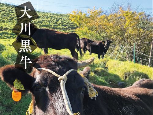 まぼろしの大川黒牛
