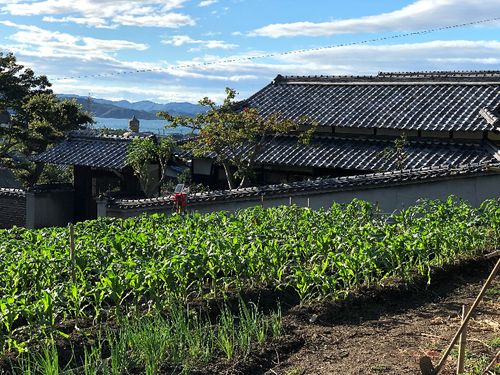 隣接する畑では季節ごとに新鮮な野菜が収穫できます。