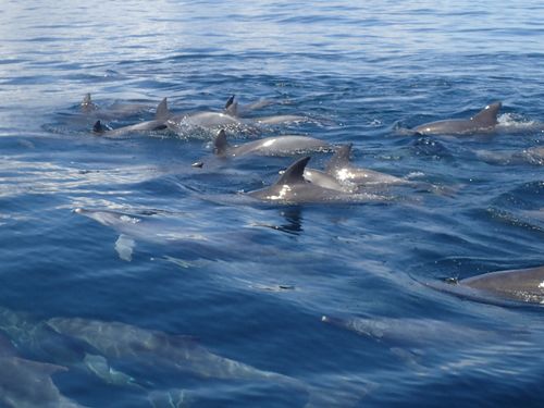 早崎海峡に棲むイルカたち
