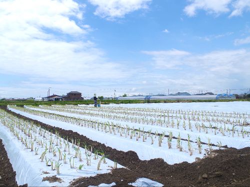 青ネギの農地。青空の広がるのどかな田園風景