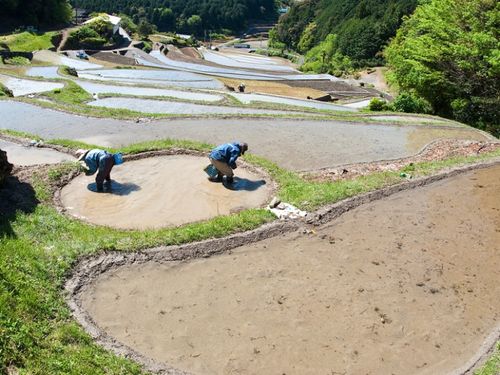 山あいの棚田