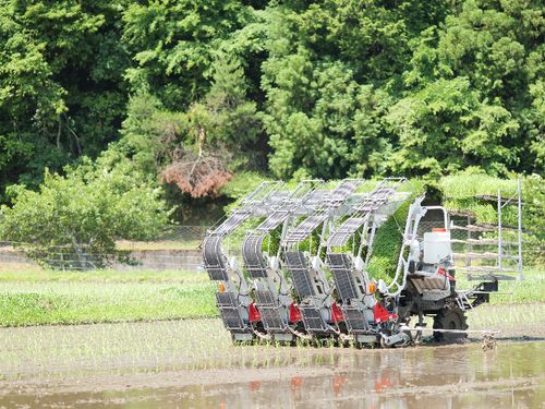 コウノトリ育む農法の田んぼでの田植え