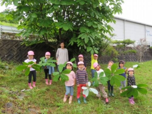 朴葉寿司用の葉っぱ集め（中野方こども園）