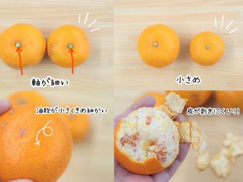 公式SNSやふるさと納税サイトのブログでは、おいしいみかんの見分け方など地元民ならではの豆知識も載せています。