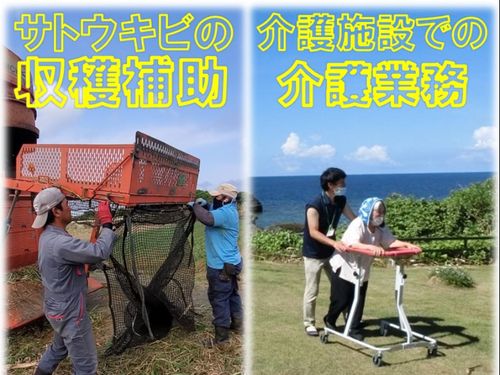 サトウキビの収穫補助　介護施設での介護業務