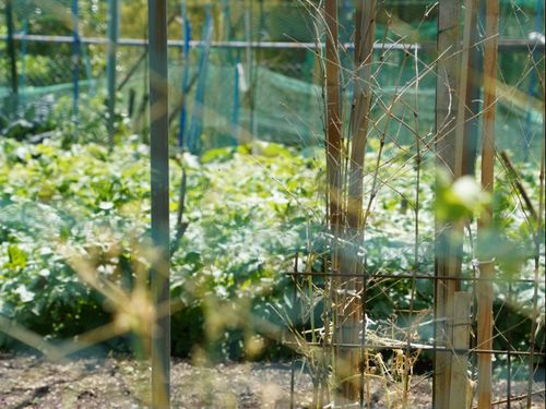 子育て環境を考えたときに自然がある場所を検討する方も多いですよね。村では、田んぼはなくとも家庭菜園を楽しめますよ。