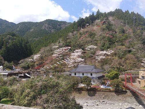 春の季節の馬路村の景色