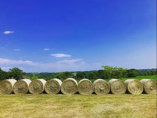 牧歌的な景色の広がる牧場