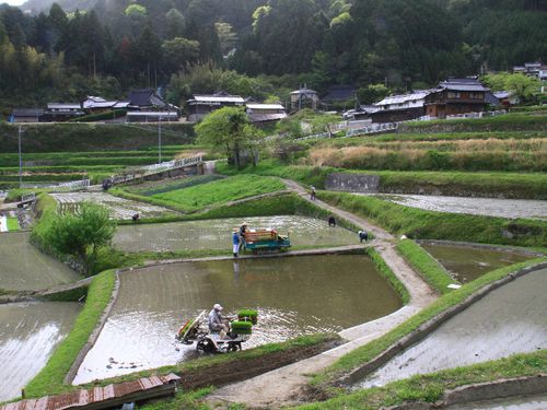 田植え