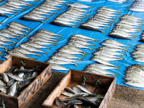 日によってセリに並ぶ魚は違います！