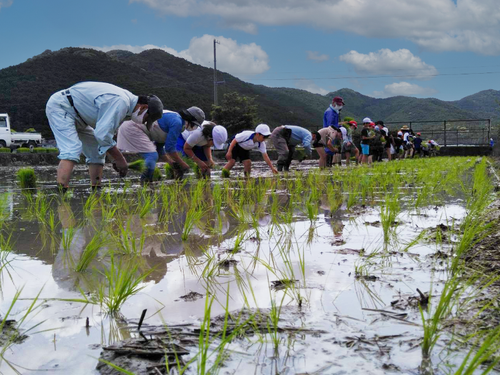 田植え風景