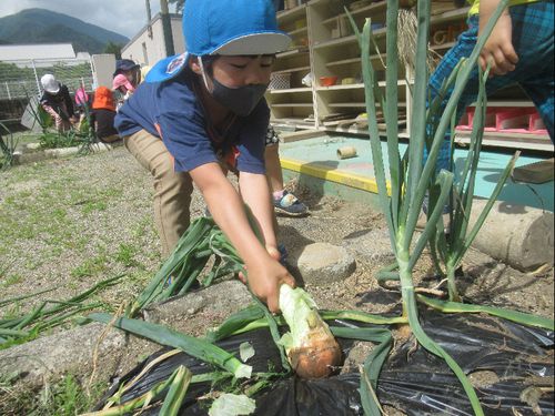 自分たちで育てた野菜を収穫し、味わうまでが一つの楽しみです