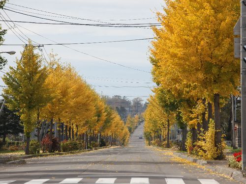 秋の銀杏並木。黄色に色づく一本道は、人気の撮影スポットです。