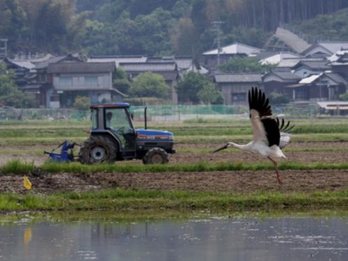 田んぼの近くで餌を探すコウノトリがいる風景が当たり前に！