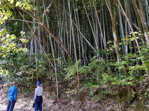 里山に入り込んだ竹は周りを暗くしてしまいます