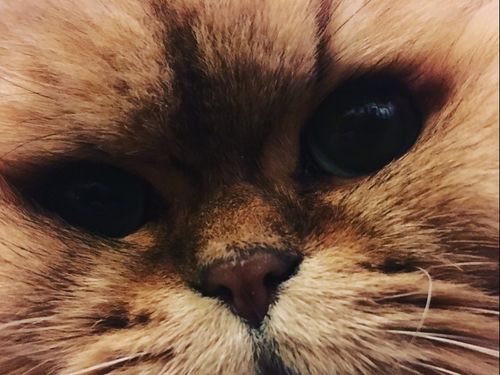 四方佳奈さんの愛猫