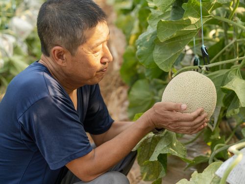 メロン栽培技術を指導してくれるベテラン農家の辻さん