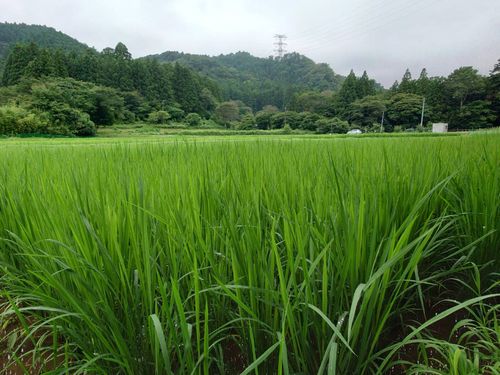 日本酒「帰忘郷」の田んぼ