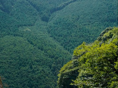 ５００年前から始められたスギとヒノキの植林。森に人が入って人の手で育っていく木を見てみませんか？