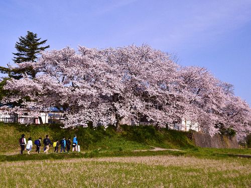 通学路の桜並木