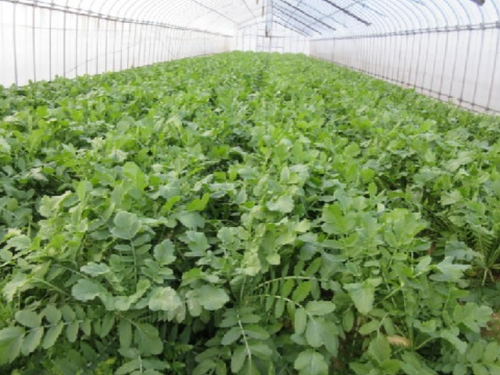 大和の伝統野菜「祝だいこん」の出荷がまもなく始まります