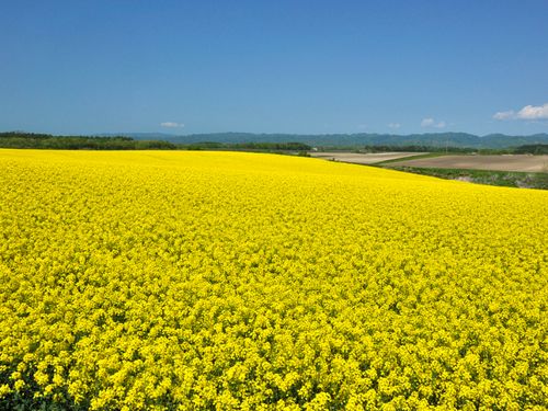 春には一面の菜の花畑