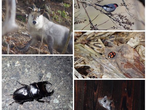 モモンガ、カモシカ、ホタル、クワガタ…。そして、冬には冬ならではの生き物との出会いがあります。当日のお楽しみ！
